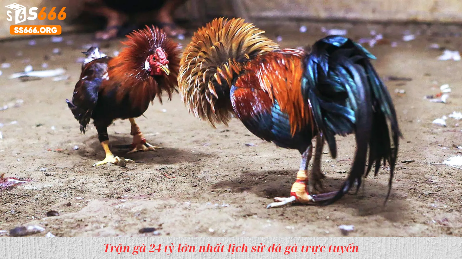 Trận gà 24 tỷ lớn nhất lịch sử đá gà trực tuyến
