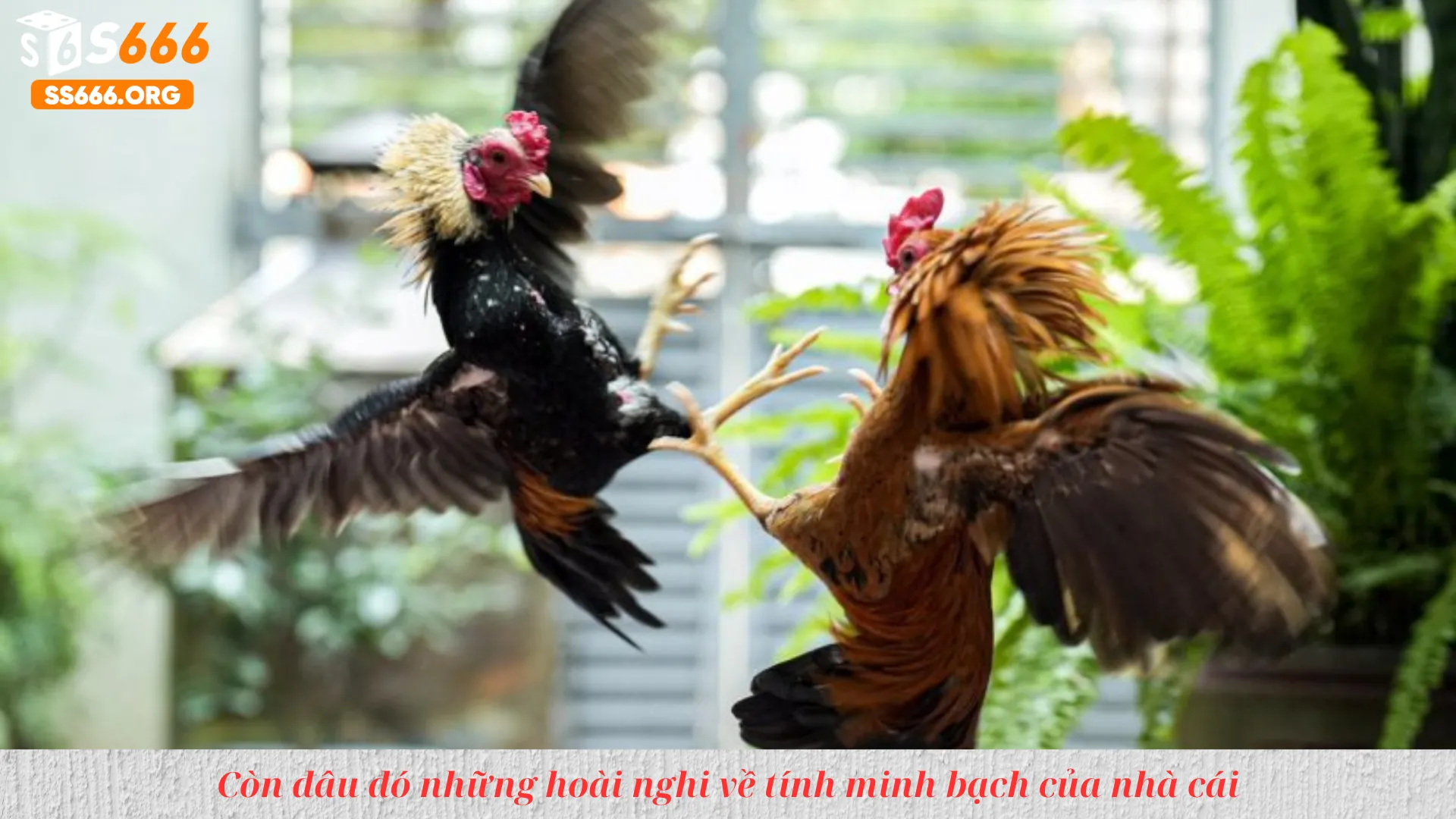 Còn đâu đó những hoài nghi về tính minh bạch của nhà cái