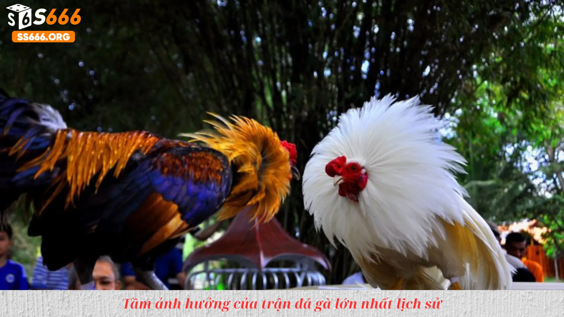 Tầm ảnh hưởng của trận đá gà lớn nhất lịch sử