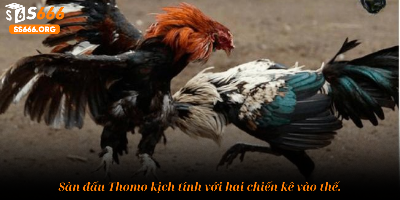 Sàn đấu kịch tính với hai chiến kê vào thế