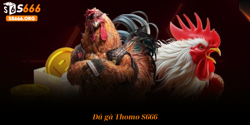 Đá gà Thomo