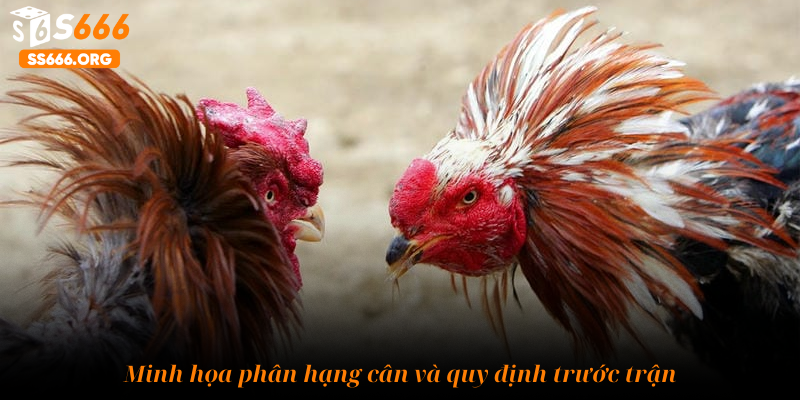 Minh họa phân hạng cân và quy định trước trận